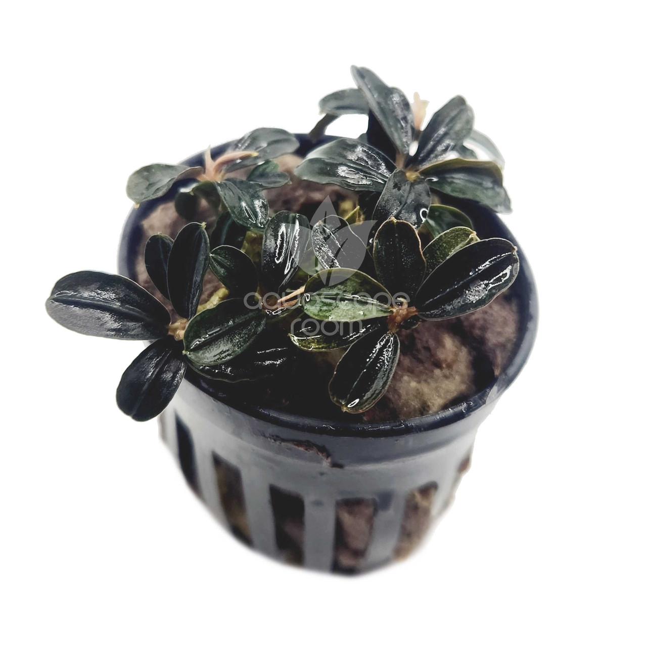 Bucephalandra Kedagang Mini Round for Sale | Aquarium Plants in Canada