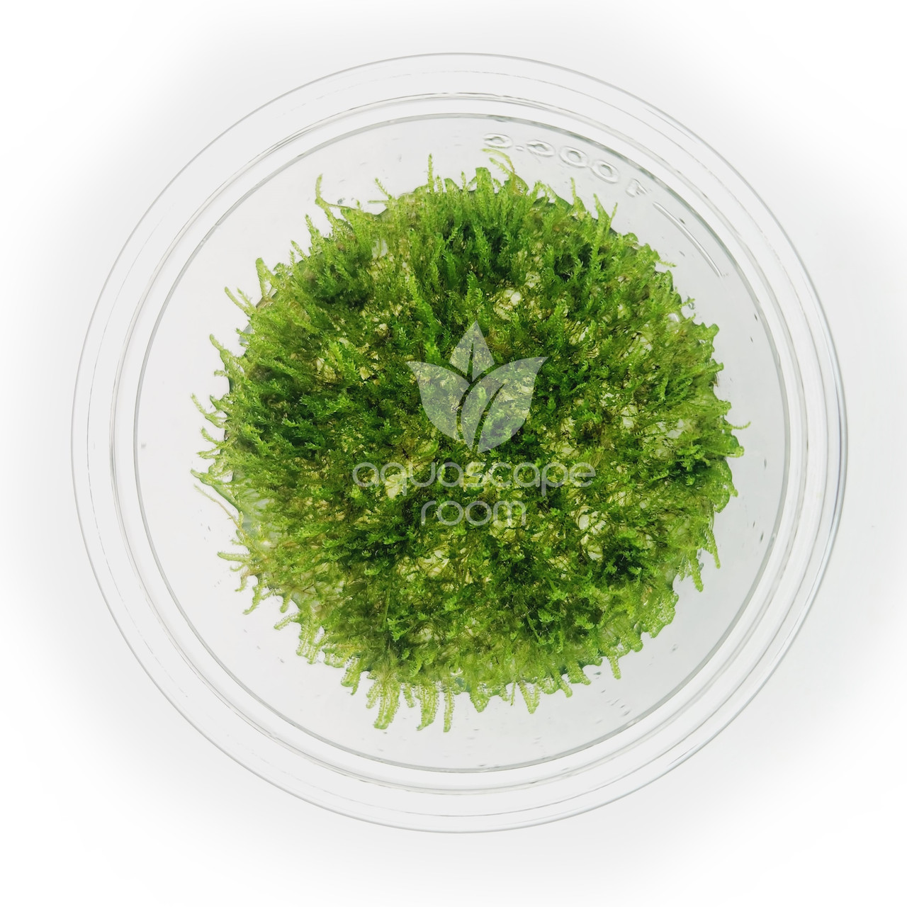 【Ebi Botanical Life】 Tropica Taxiphyllum barbieri 1-2-GROW! - Aqua Essentials
