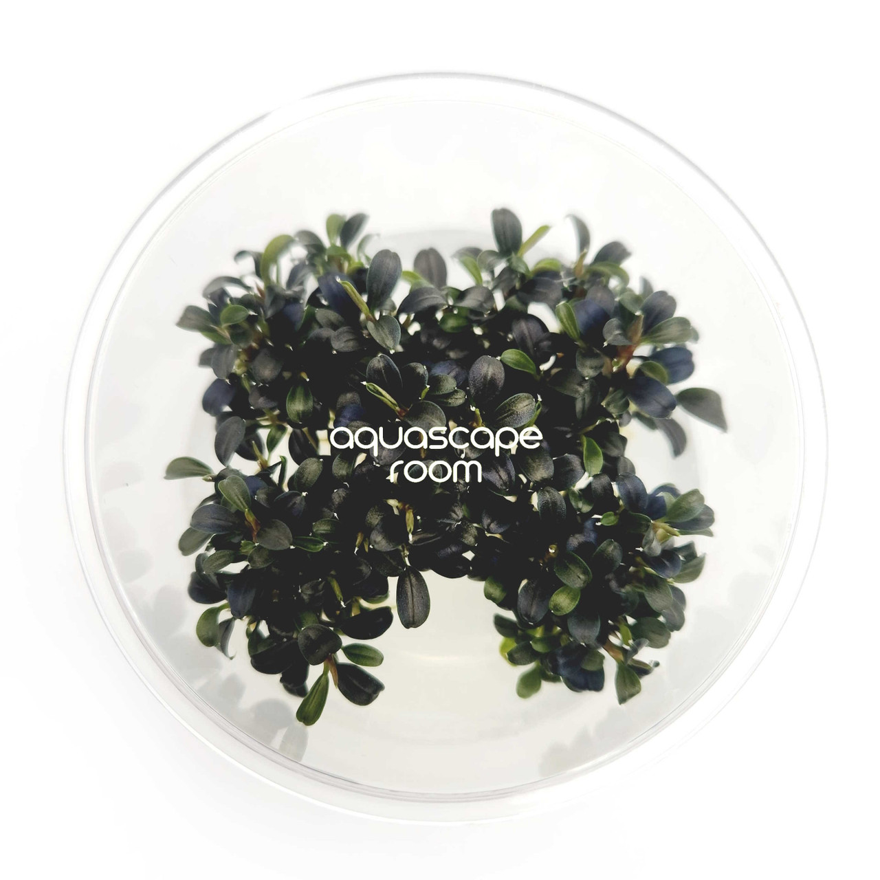 Bucephalandra for Sale | Aquarium Plants in Canada