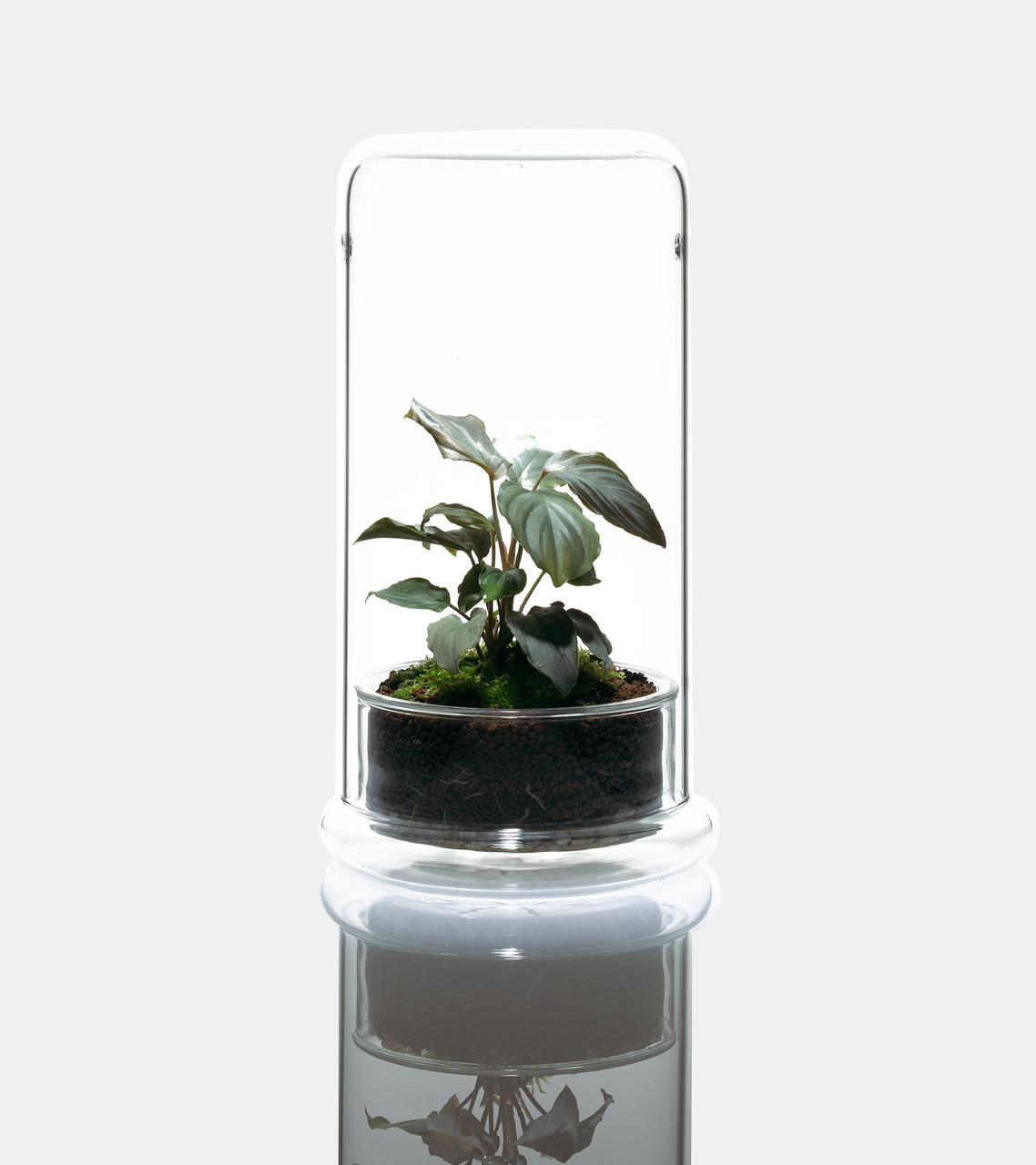 DOOA CELL | Aquascaperoom Canada