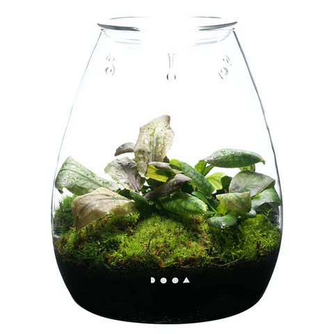 DOOA Glass Pot SHIZUKU | Aquascaperoom Canada