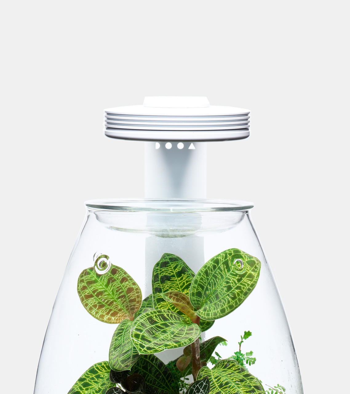 DOOA Wood Base Shizuku with Magnet Light G Slim | Aquascaperoom Canada