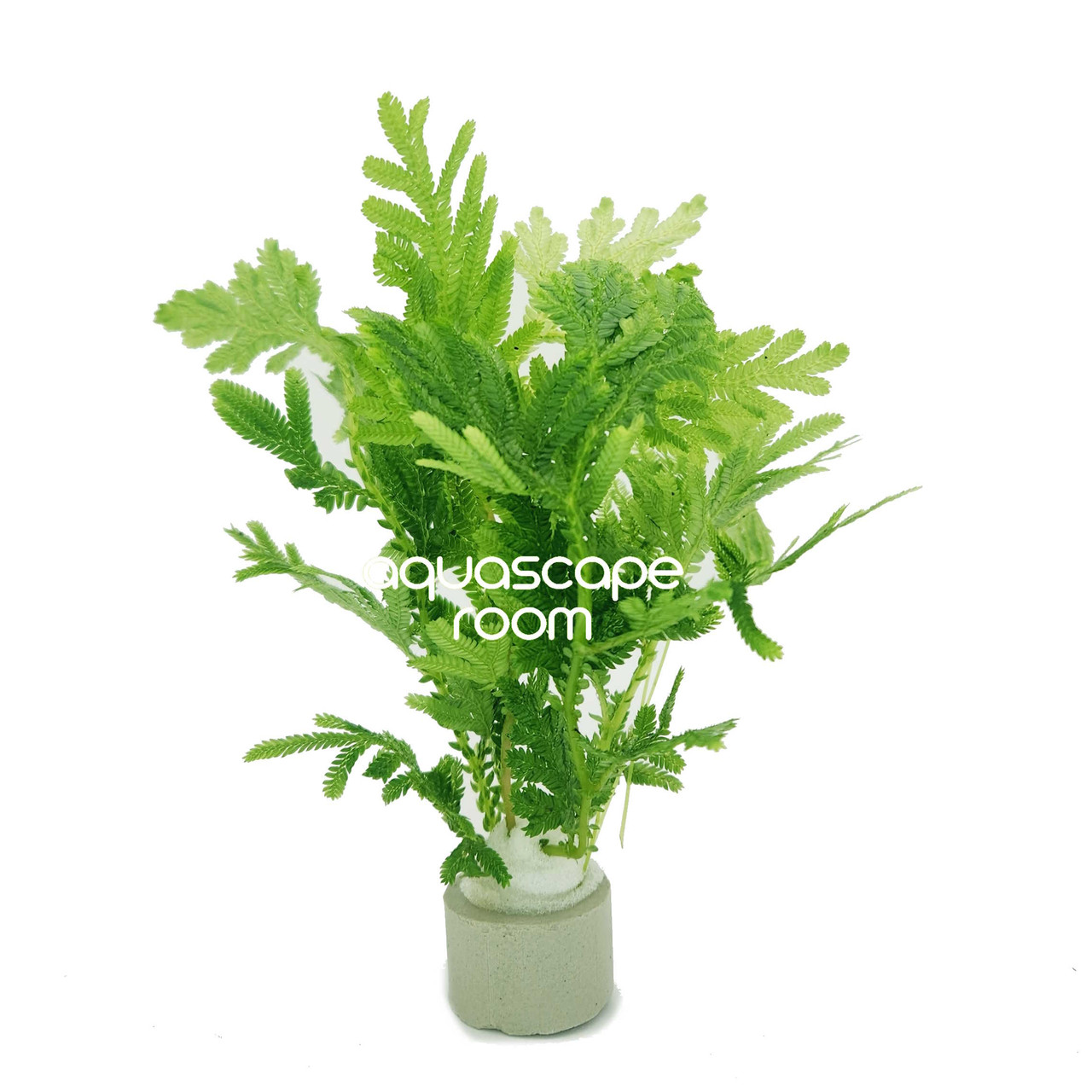 Selaginella willdenowii セラギネラ | ウィルデノウィー斑入り