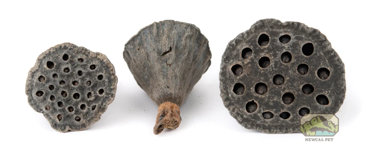 Lotus Pod Accessory Lotus Pods Mini – 10 Pack | Natural Aquarium Botanicals