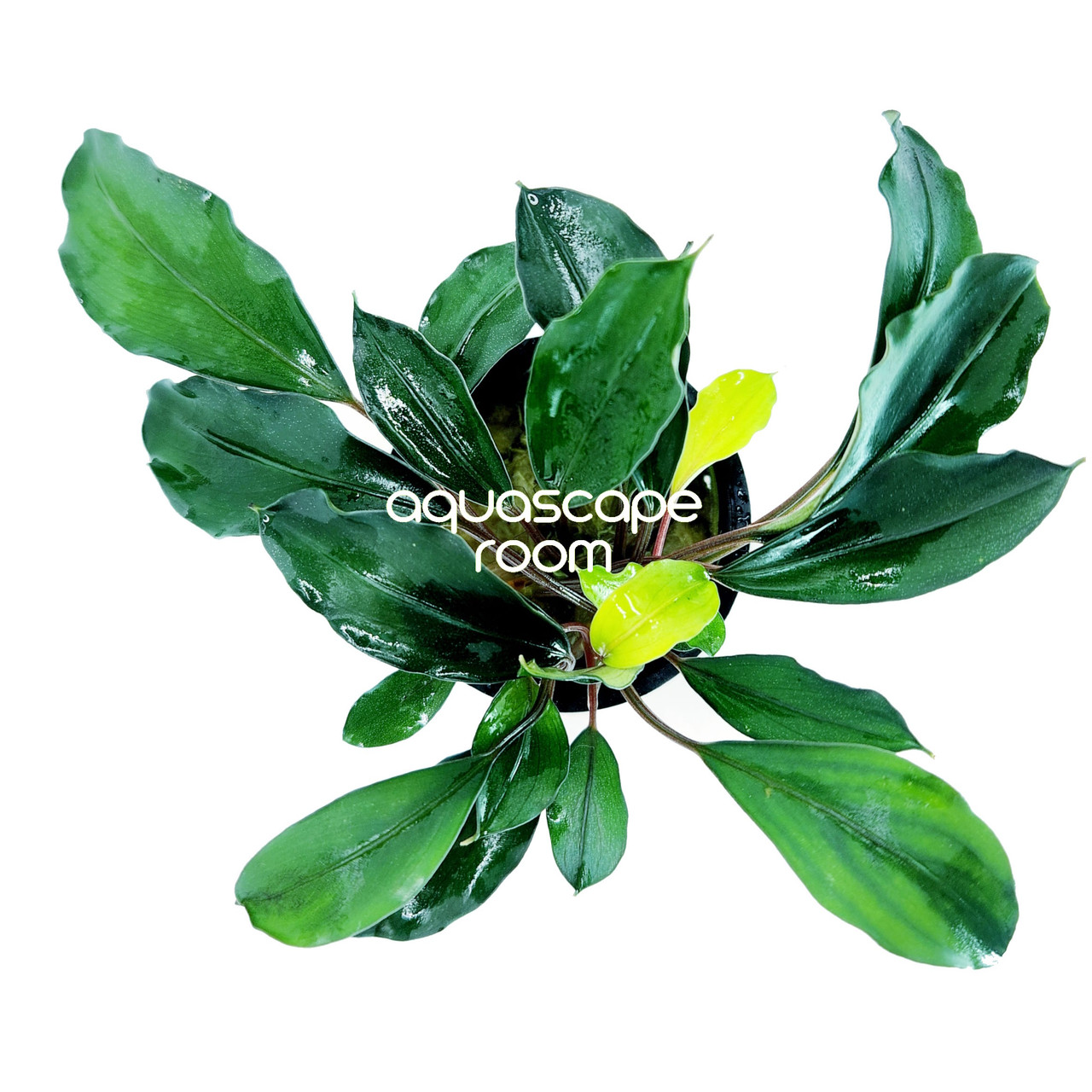 Bucephalandra Deep Blue – Low-Light Aquascaping Plant
