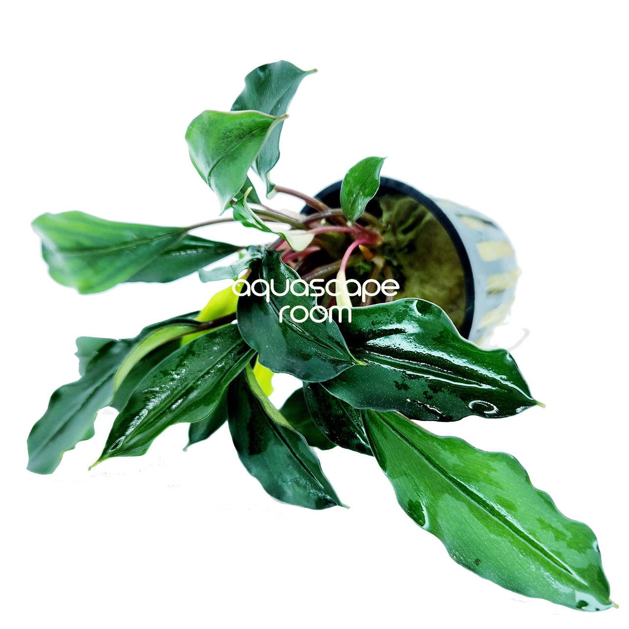 Bucephalandra Deep Blue – Low-Light Aquascaping Plant