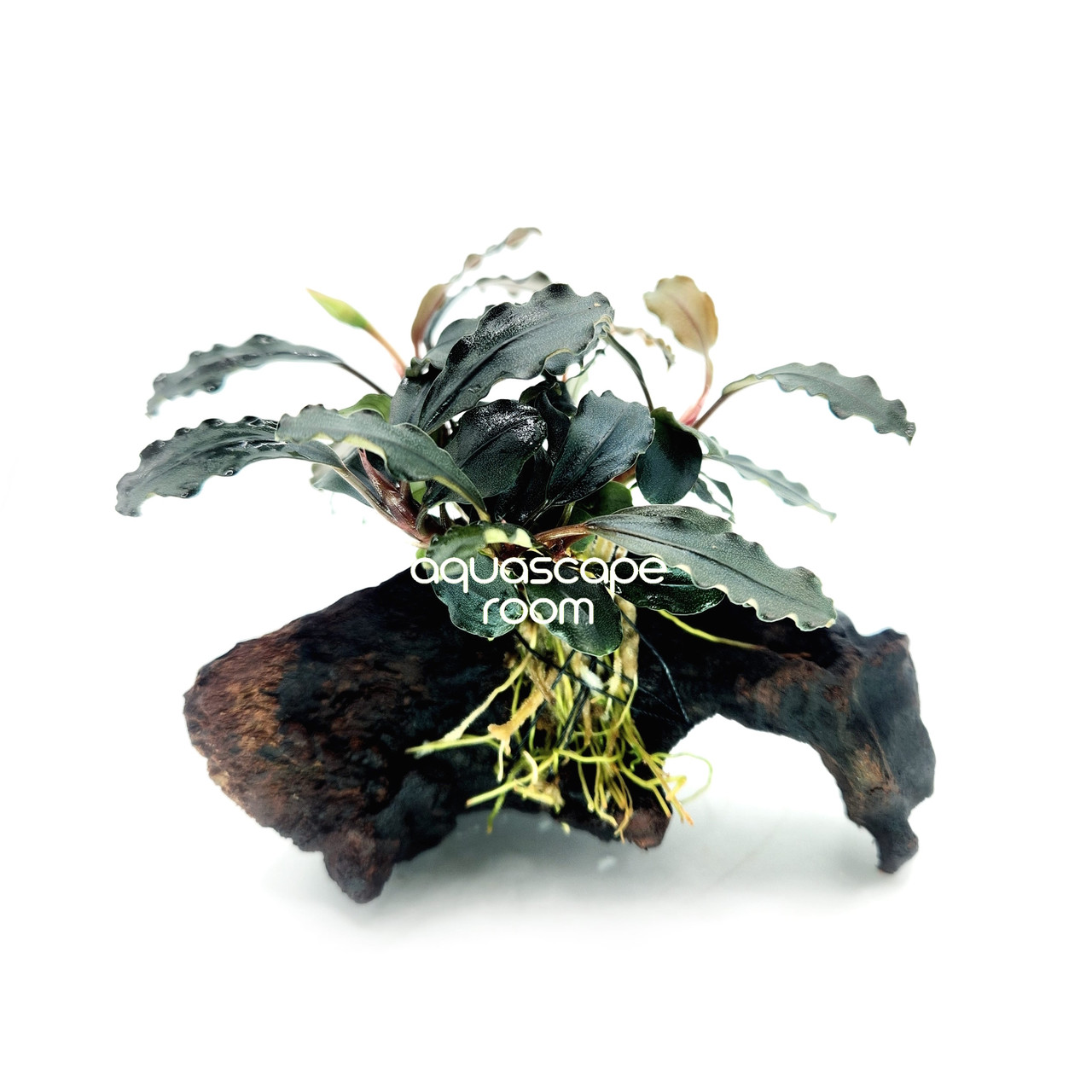 Bucephalandra Brownie Ghost Ulu Kapus on Driftwood