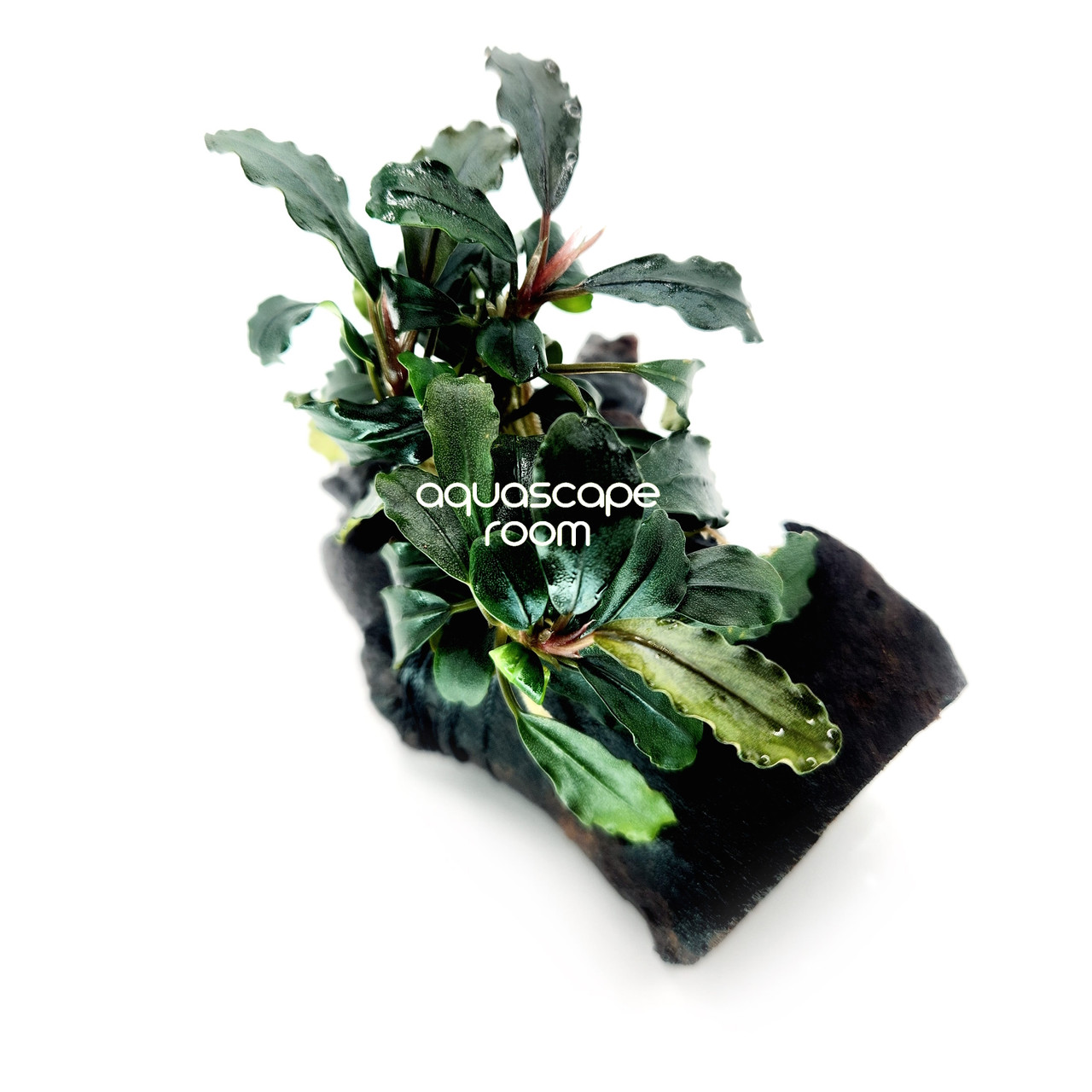 Bucephalandra Brownie Ghost Ulu Kapus on Driftwood