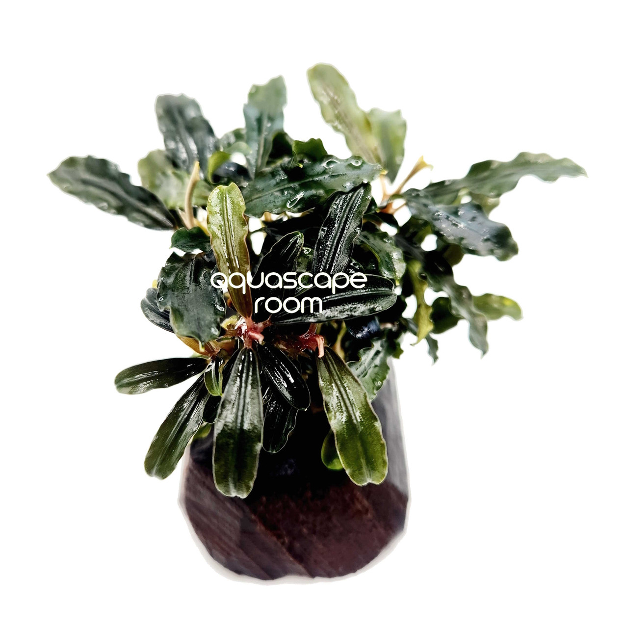 Bucephalandra on Driftwood – Easy Aquascape Accent