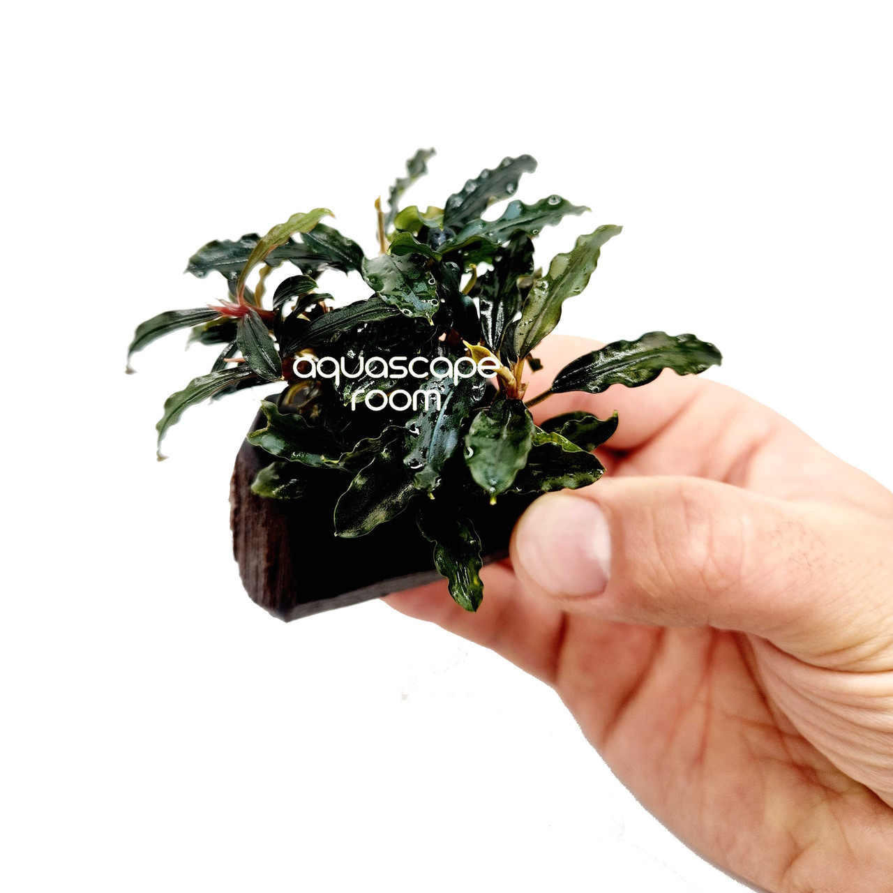 Bucephalandra on Driftwood – Easy Aquascape Accent