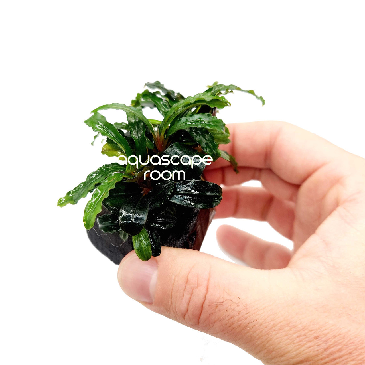 Bucephalandra on Driftwood – Easy Aquascape Accent