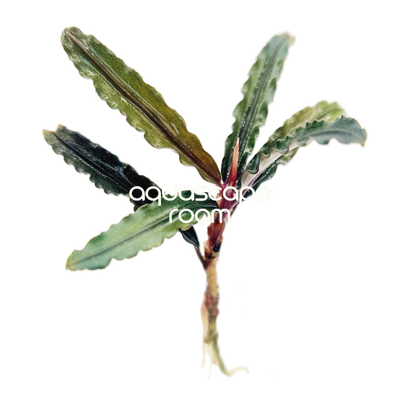 Bucephalandra Catherine 'Red' - Unique Aquarium Plant