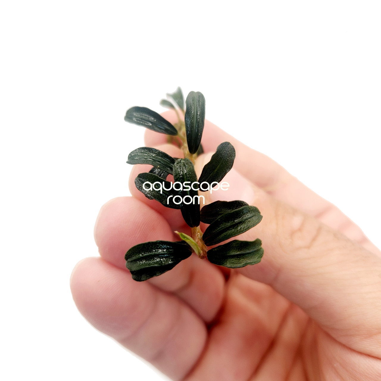 Bucephalandra Grappa Red 'Mini' – Compact Aquascaping Plant