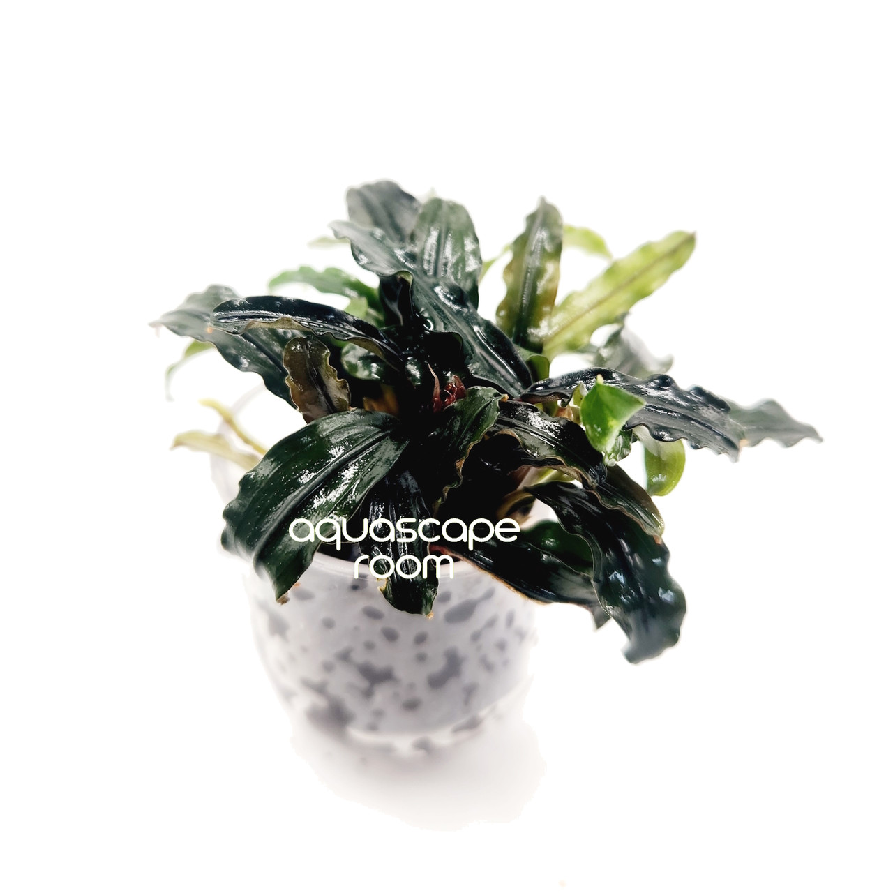 Bucephalandra Mix In Cup – Suction Mount Aquarium Plant