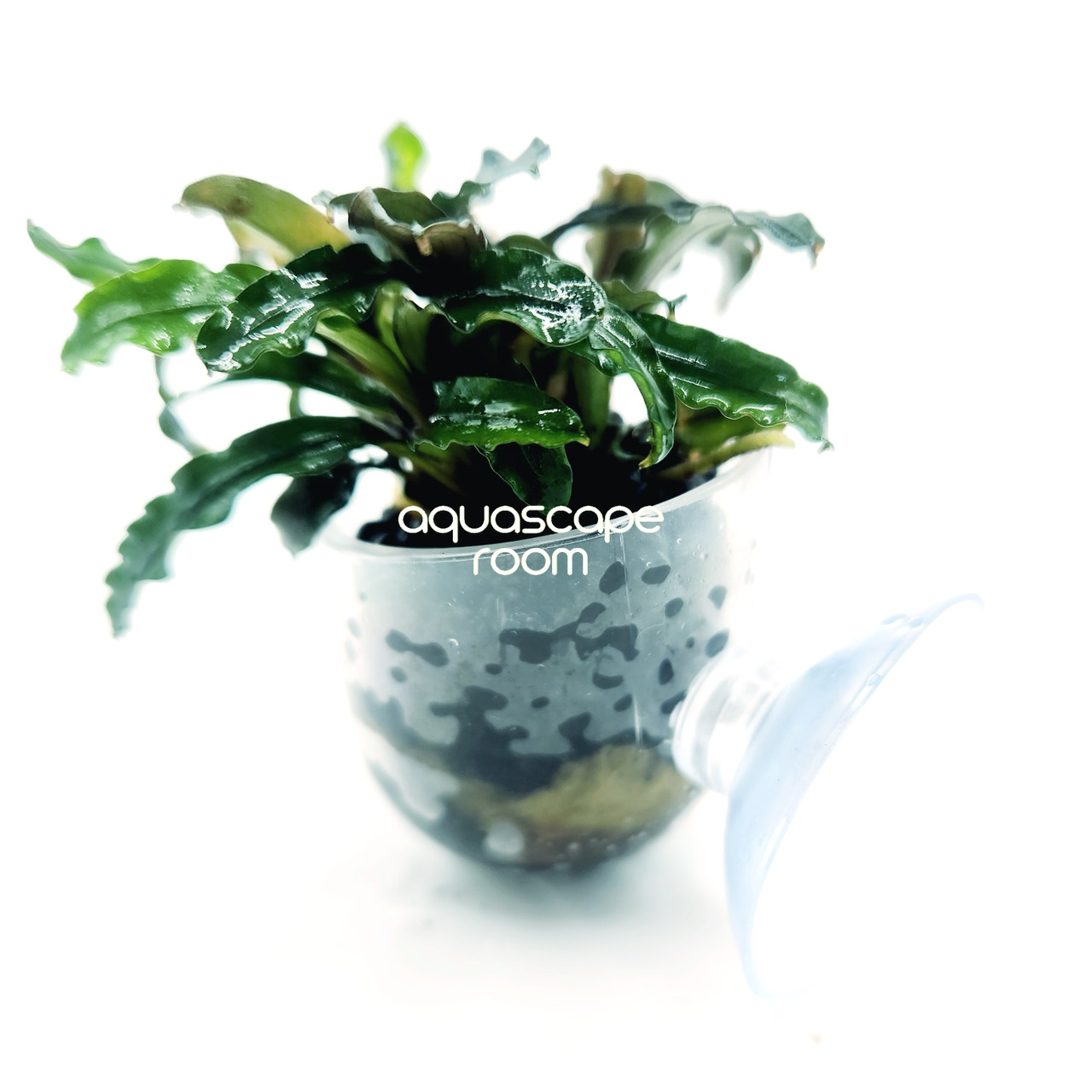 Bucephalandra Mix In Cup – Suction Mount Aquarium Plant