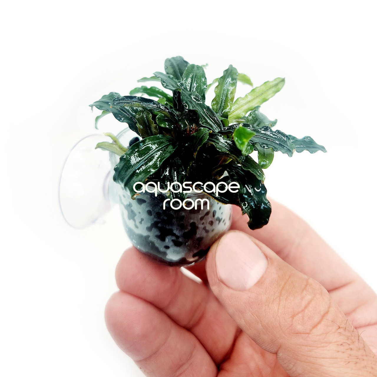 Bucephalandra Mix In Cup – Suction Mount Aquarium Plant