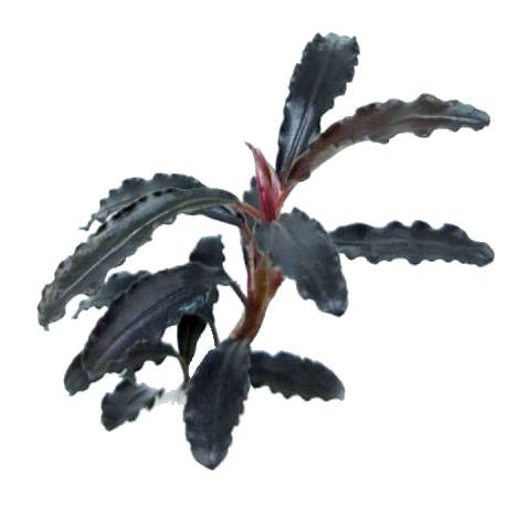 Bucephalandra sp. 'Kedagang' – Loose Stem Portion| Aquarium Plants