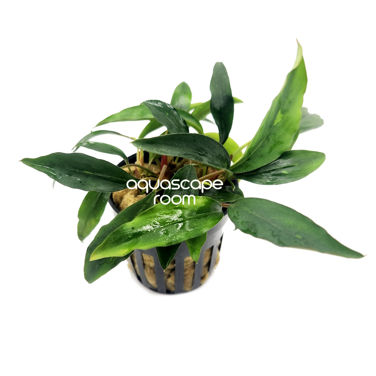 Piptospatha ridleyi – Rare Rhizome Aquarium Plant