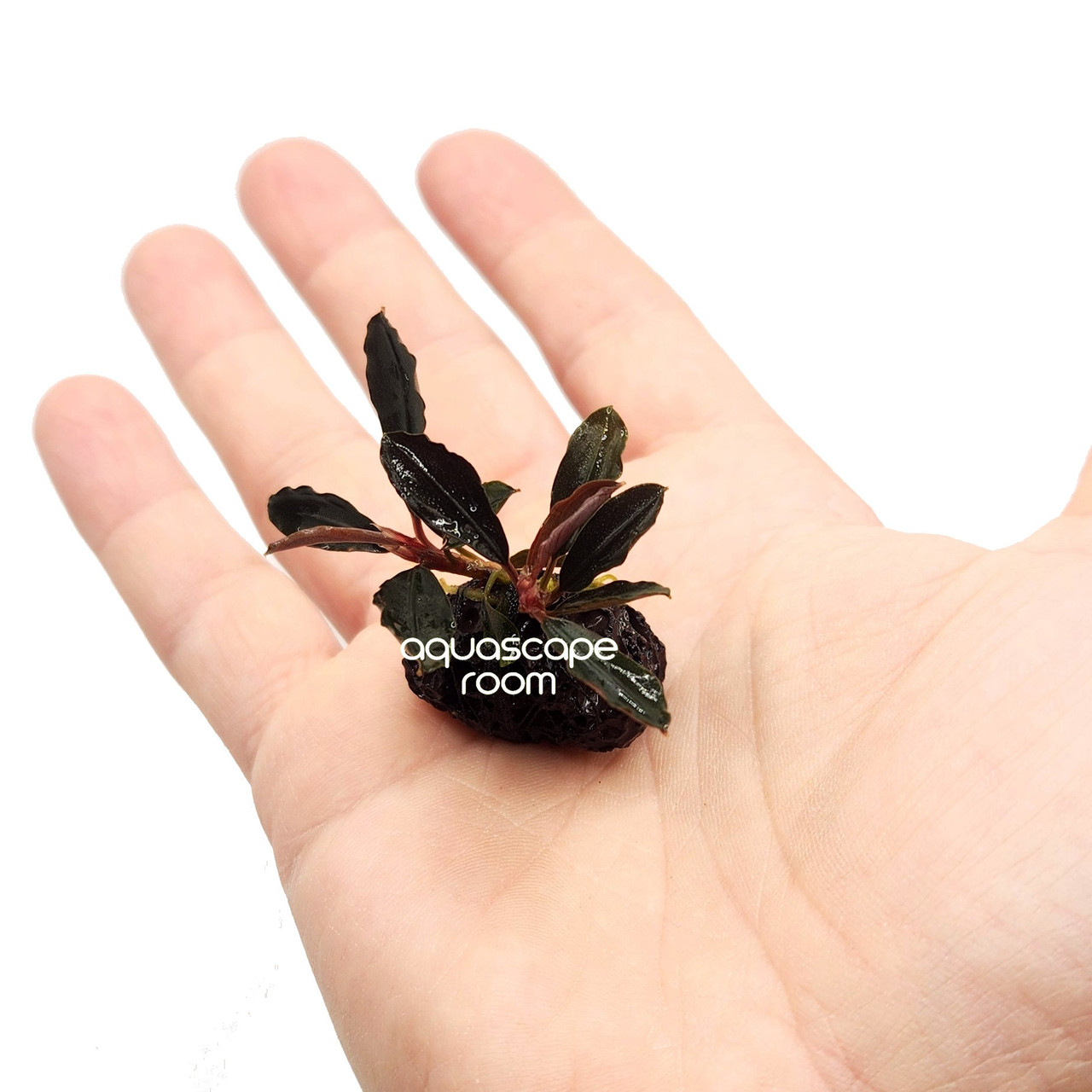 Bucephalandra Red Mini - Rare Aquarium Plant