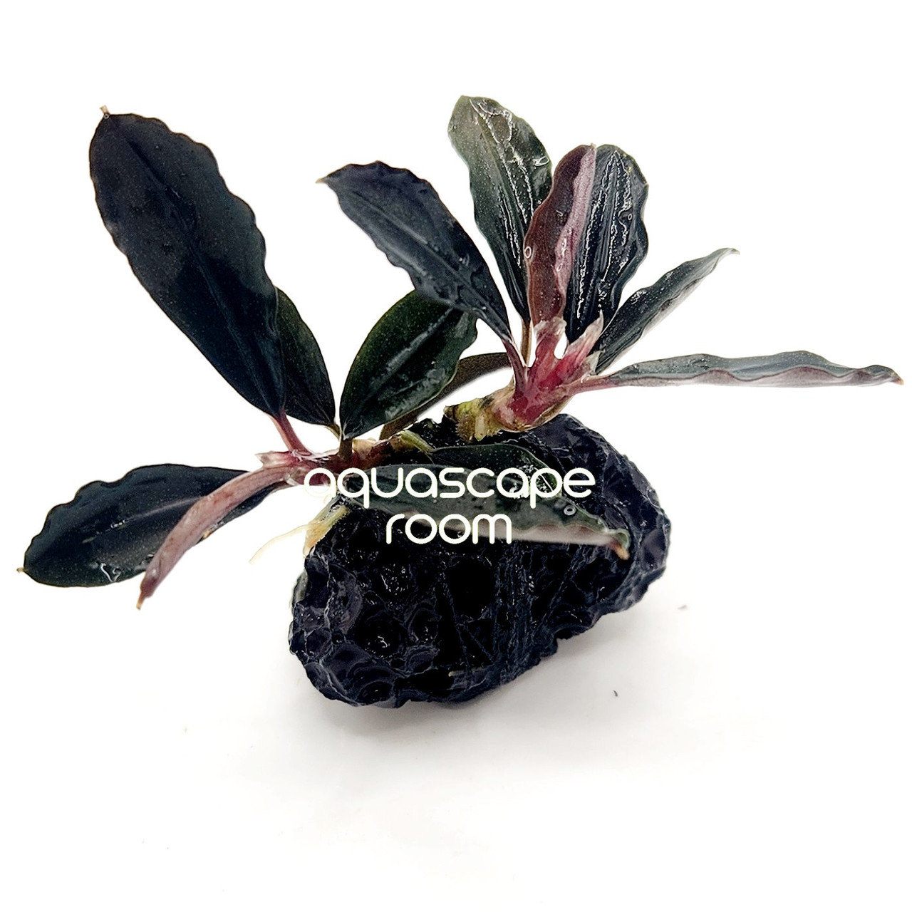 Bucephalandra Red Mini - Rare Aquarium Plant