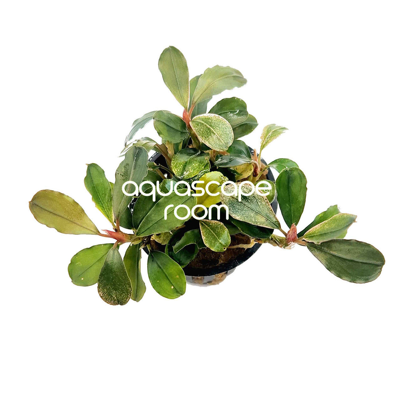 リ*ウ様 Bucephalandra sp. Malinau from kali Bucephalandra 'Malawi' – Rare Rhizome Plant for Terrariums