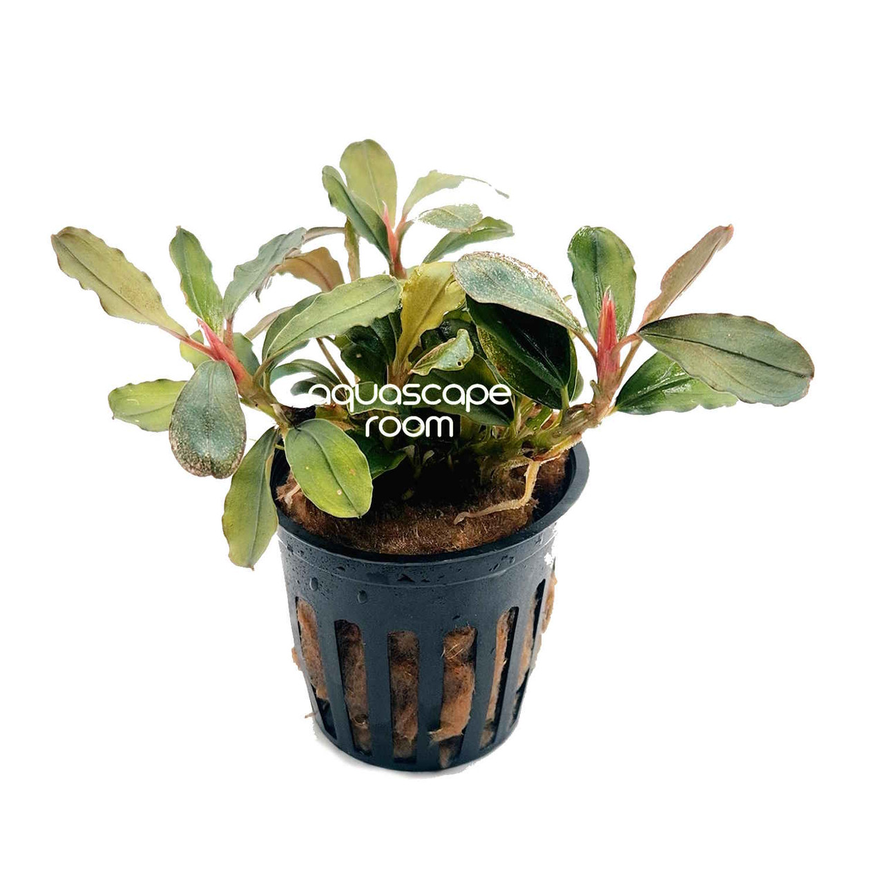 リ*ウ様 Bucephalandra sp. Malinau from kali Bucephalandra 'Malawi' – Rare Rhizome Plant for Terrariums