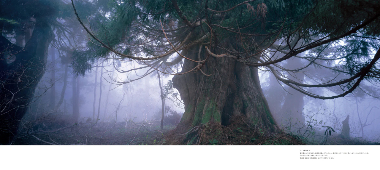 ADA TAKASHI AMANO L Photography (English) | Aquascaperoom Canada