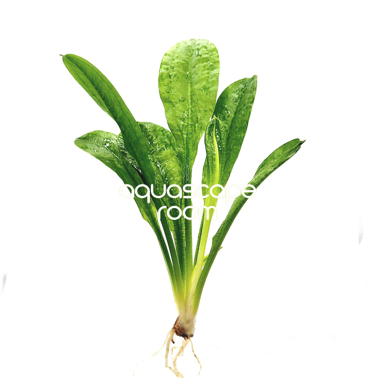 水草 Echinodorus sp. Teles Pires Echinodorus sp. Teles Pires - メルカリ