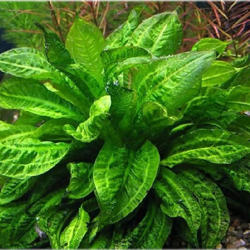 水草 Echinodorus sp. Teles Pires Plants - Species - Echinodorus - Page 1 - aquascaperoom