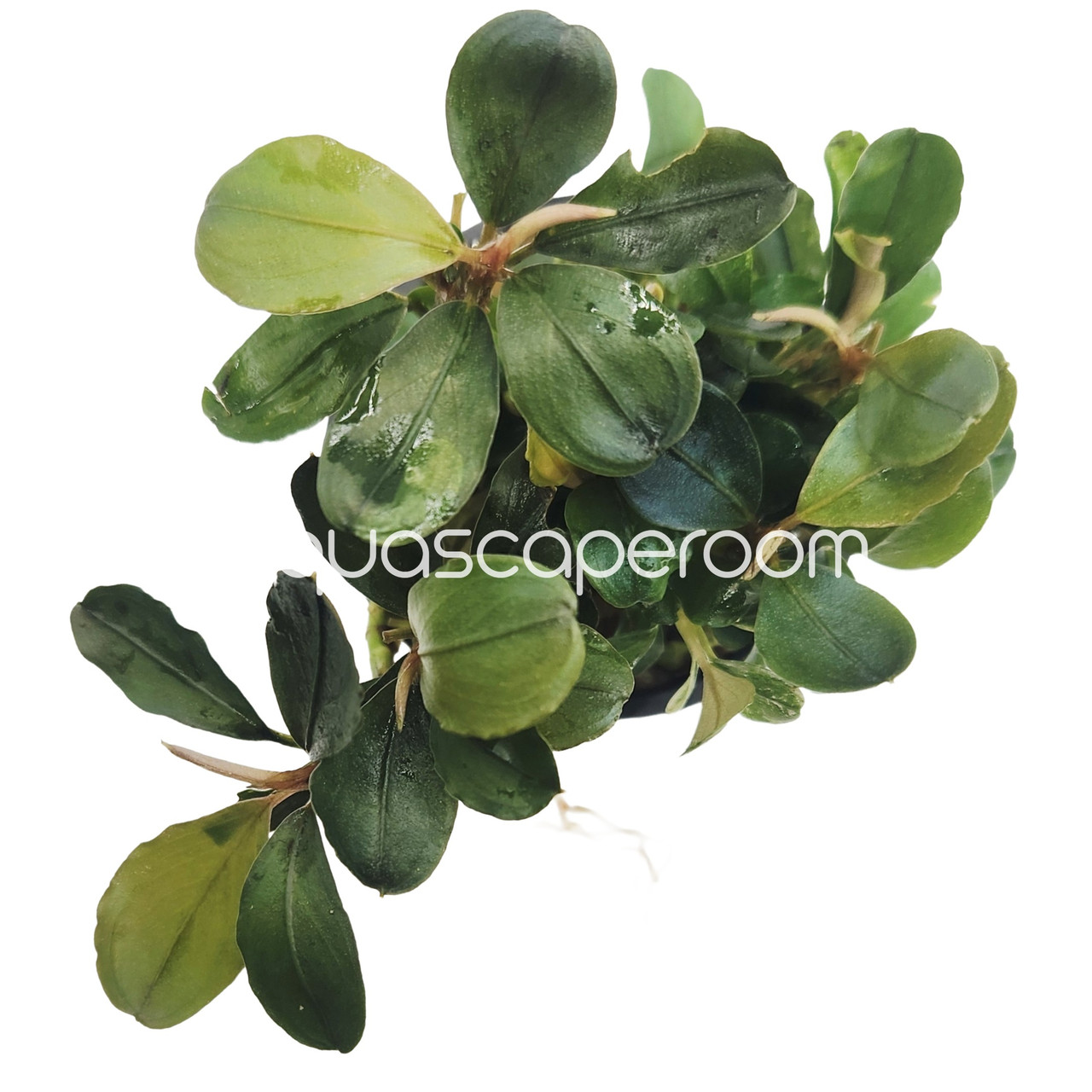 乳*菌様 Bucephalandra sp. Malinau kalimanta Bucephalandra 'Pink Malawi' | Rare Pink Buce – Aquascaperoom Canada