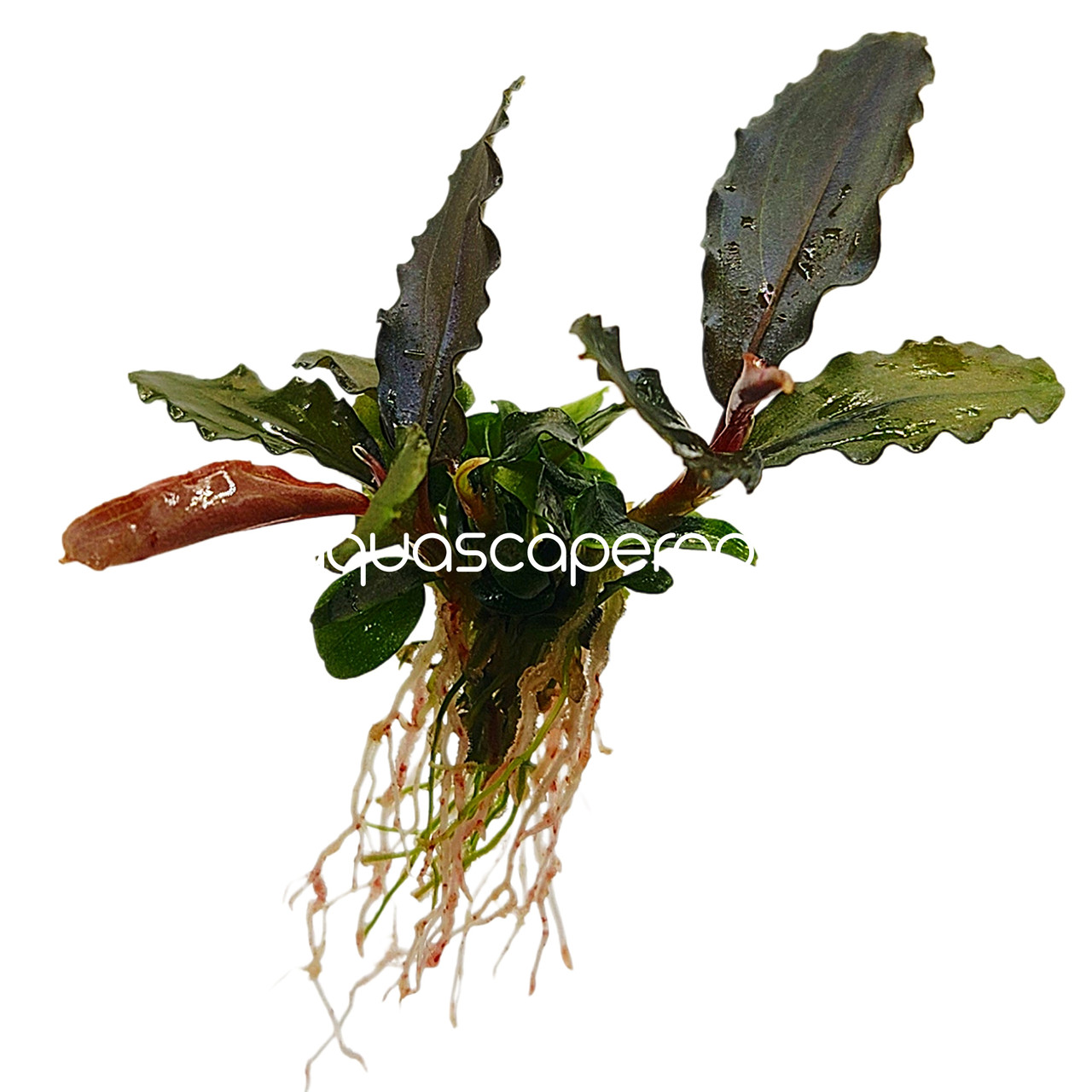 Bucephalandra 'Purple Wave' – Loose Rhizome Aquascaping Plant