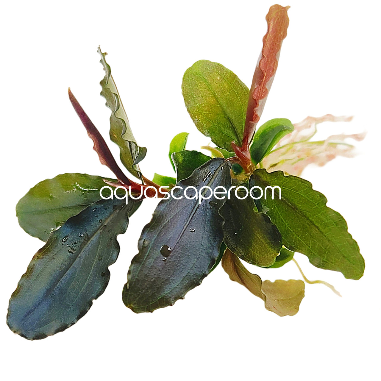 Bucephalandra 'Purple Wave' – Loose Rhizome Aquascaping Plant