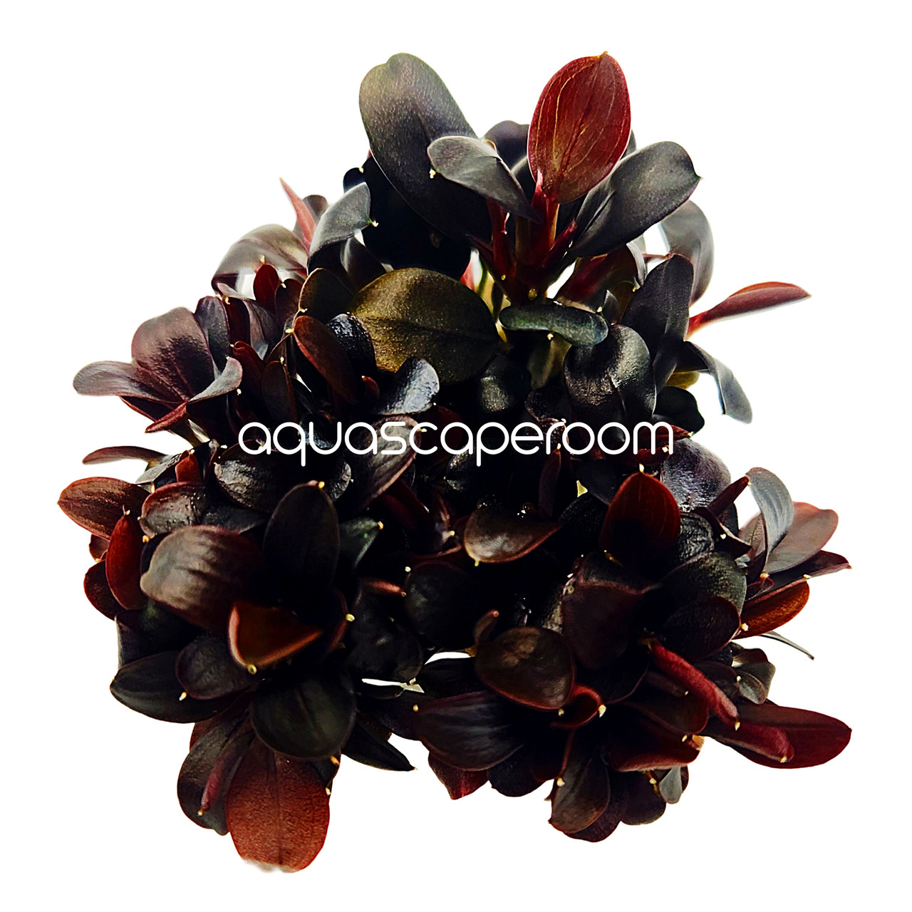 Bucephalandra brownie 'Neo' Tissue Culture | Aquascaperoom Canada