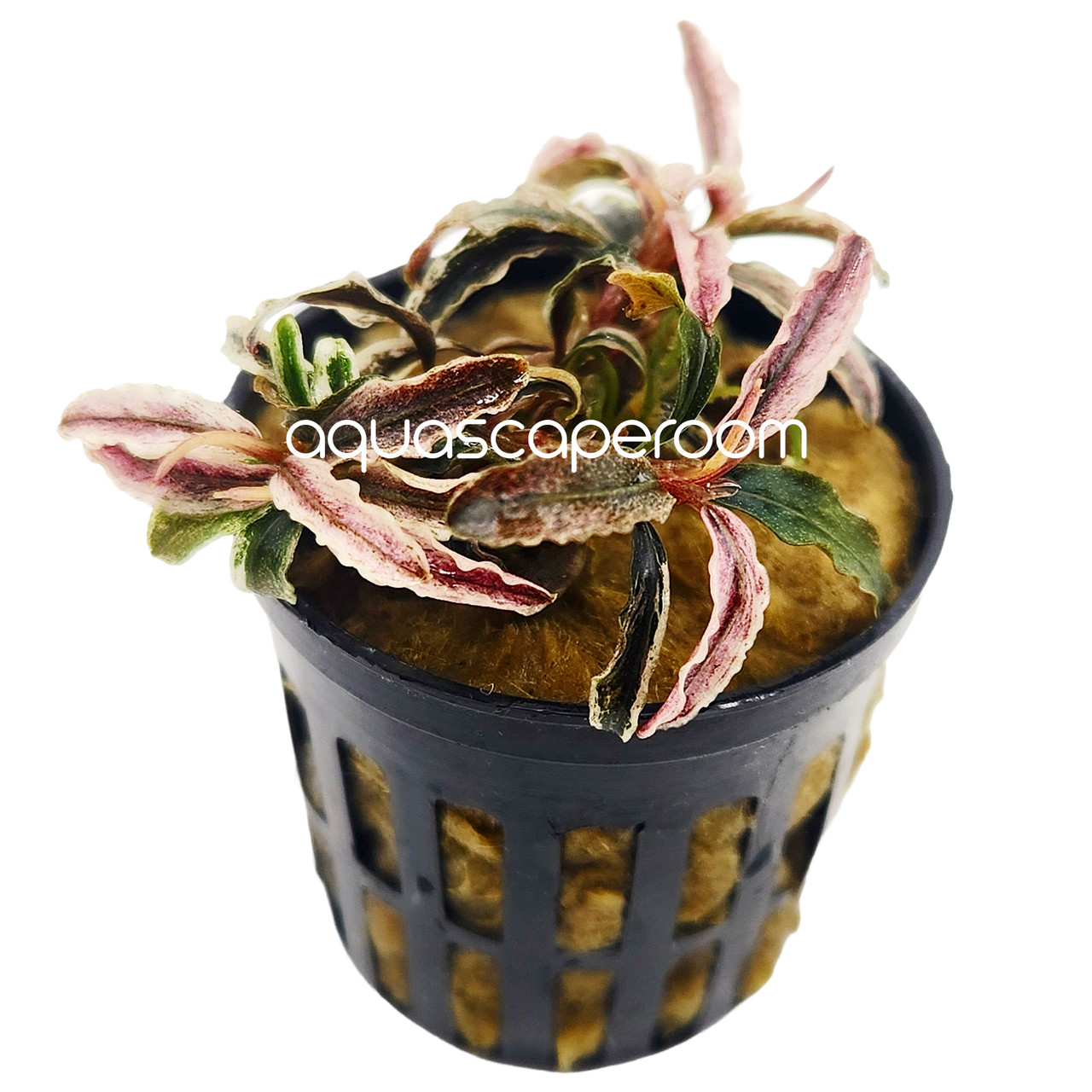 水草 Bucephalandra VarigataPink.BlackAngel Bucephalandra Kedagang Pink Variegated – Rare Aquarium Plant