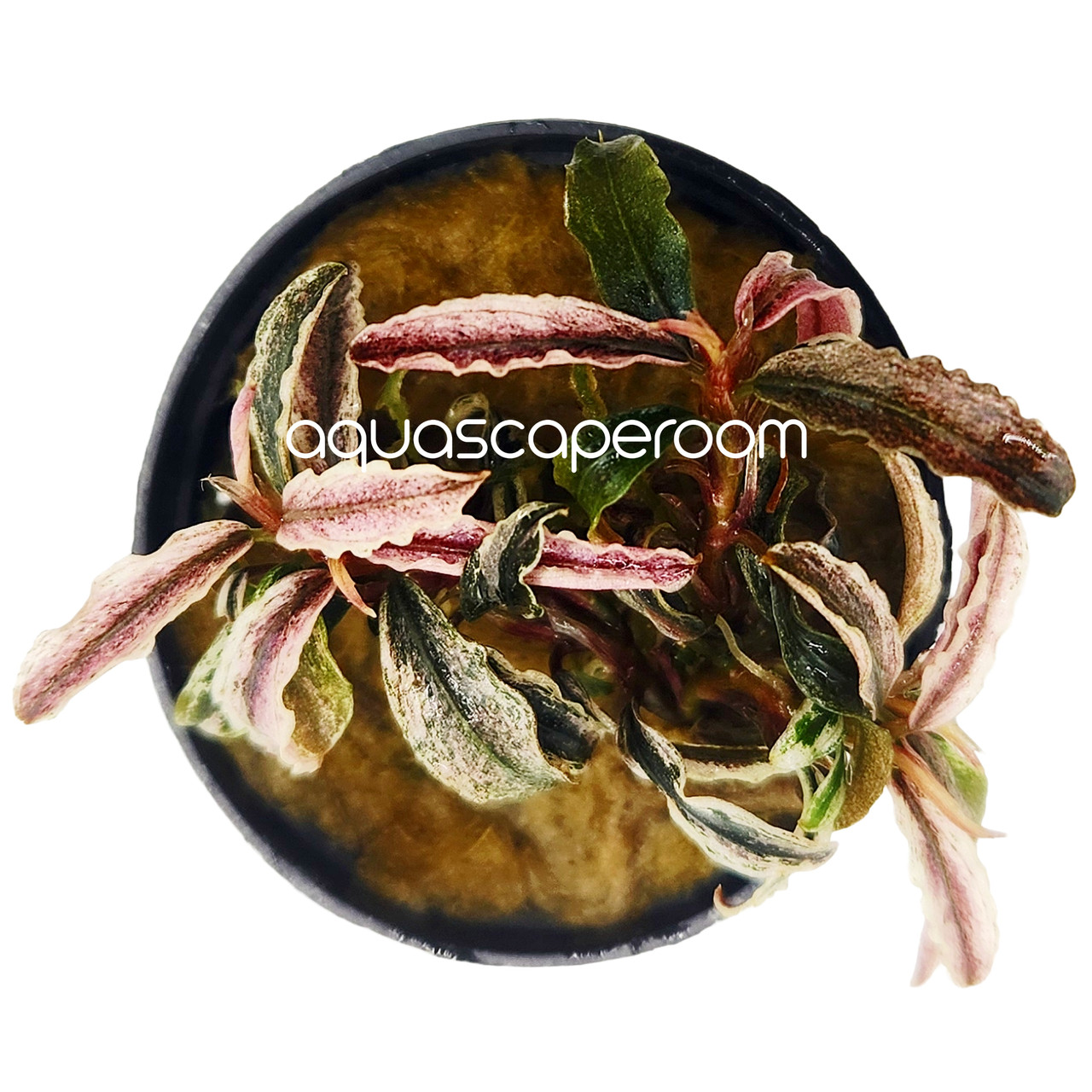 Bucephalandra Kedagang Pink Variegated – Rare Aquarium Plant