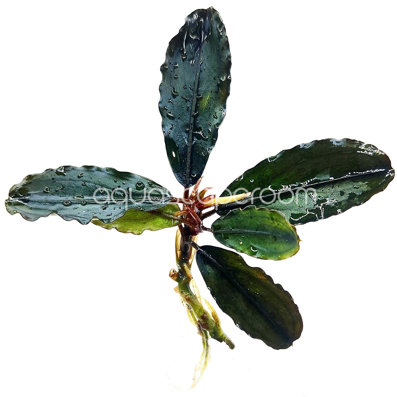 Bucephalandra Hades Blue | Blue Iridescent Buce Canada
