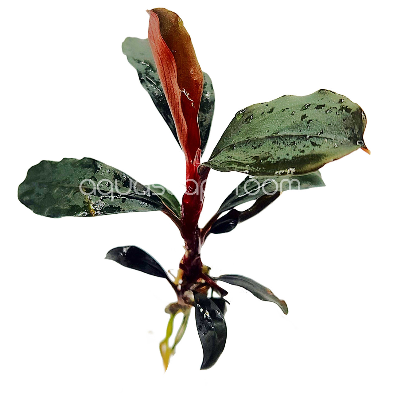 Bucephalandra Red Central | Rare Aquarium Buce Canada
