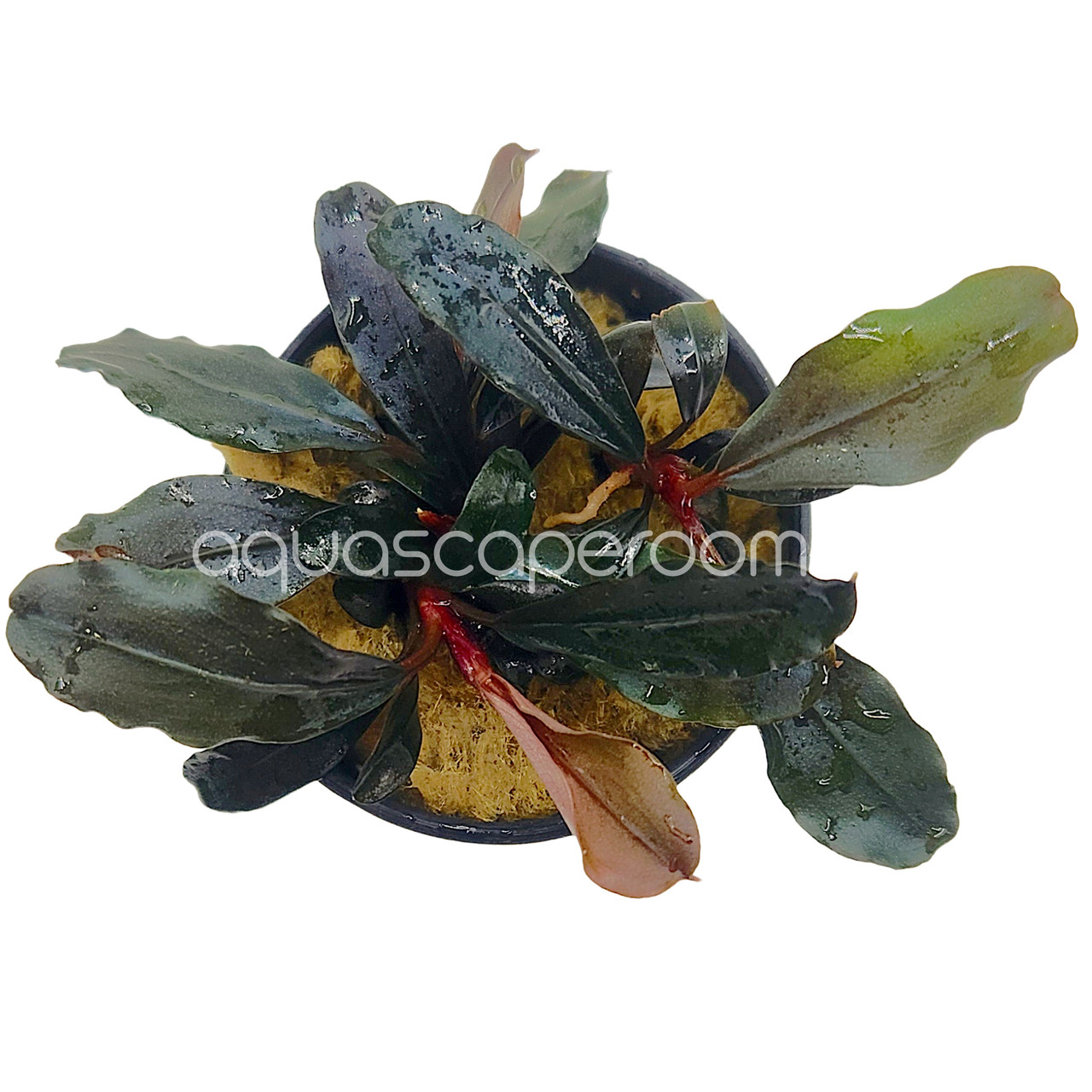 Bucephalandra Red Central | Rare Aquarium Buce Canada