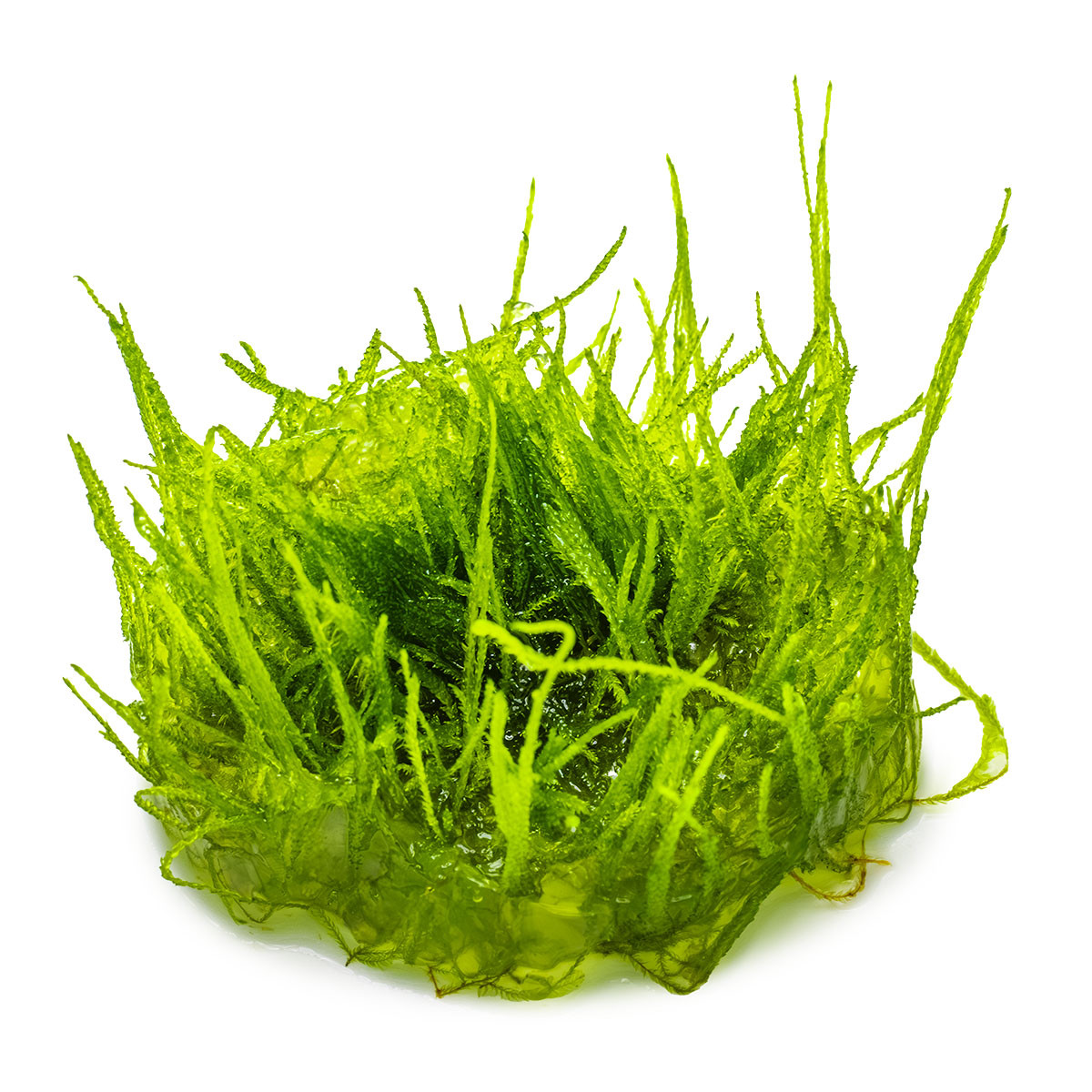 Taxiphyllum Barbieri for Sale | Aquarium Plants in Canada