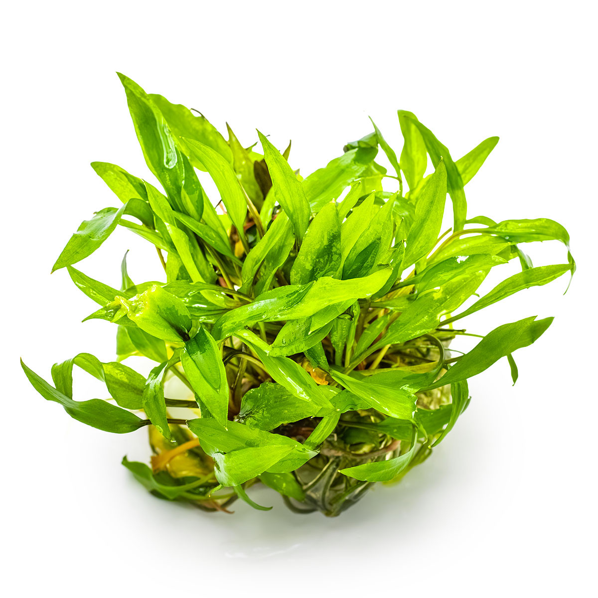 Tropica 1-2-Grow! Cryptocoryne wendtii 'Green' | Easy Midground