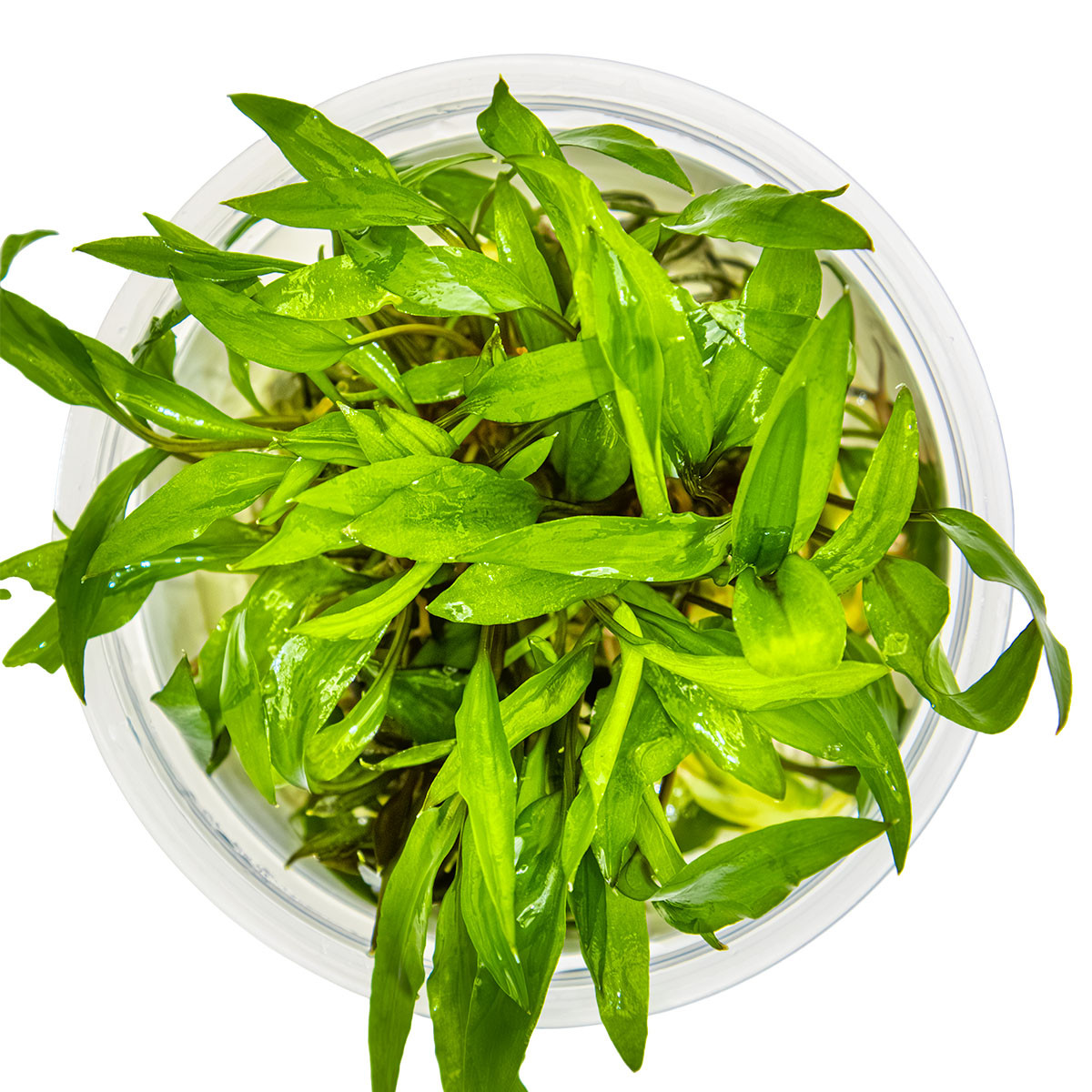 Tropica 1-2-Grow! Cryptocoryne wendtii 'Green' | Easy Midground
