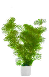 Cabomba Green 'Caroliniana'