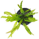 Cryptocoryne Crispatula 'Balansae'