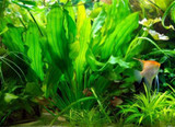 Ruffle Sword (Echinidorus Martii)