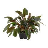 XL Pot Cryptocoryne Wendtii 'Tropica'