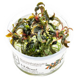 1-2-Grow! Bucephalandra 'Kedagang'