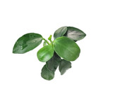Anubias Nana Petite