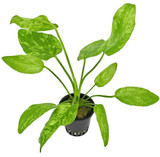 Potted Echinodorus Marble Queen