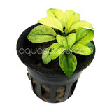 Potted Anubias Barteri Broad White