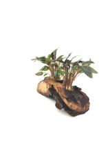 Cryptocoryne Wendtii Mioya on Driftwood